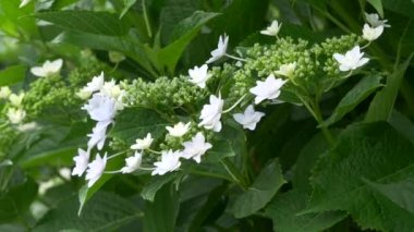 Ortanca çiçeği, video klibi