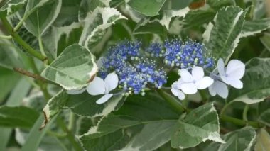 Ortanca çiçeği, video klibi