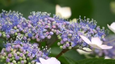 Ortanca çiçeği, video klibi