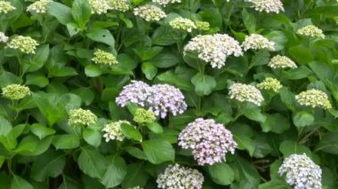 Ortanca çiçeği, video klibi