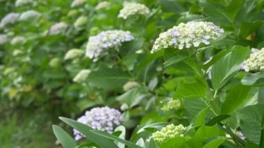 Ortanca çiçeği, video klibi