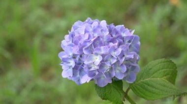 Ortanca çiçeği, video klibi