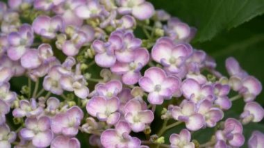 Ortanca çiçeği, video klibi