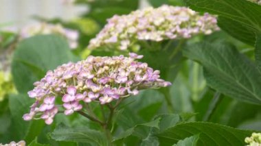 Ortanca çiçeği, video klibi