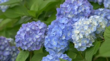 Ortanca çiçeği, video klibi