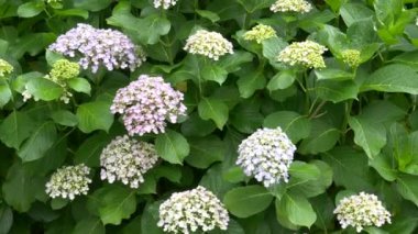 Ortanca çiçeği, video klibi