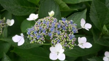 Ortanca çiçeği, video klibi