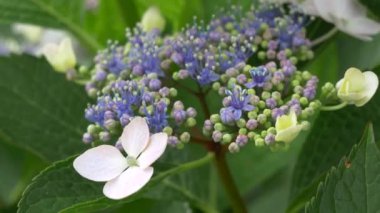 Ortanca çiçeği, video klibi