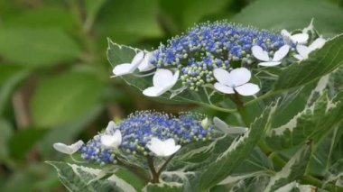 Ortanca çiçeği, video klibi