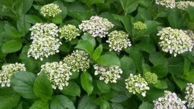 Ortanca çiçeği, video klibi