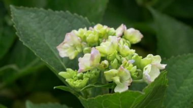 Ortanca çiçeği, video klibi