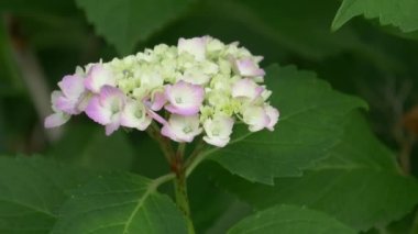 Ortanca çiçeği, video klibi