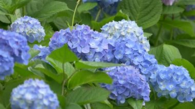 Ortanca çiçeği, video klibi