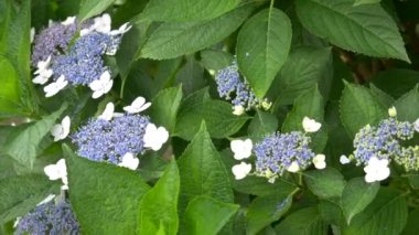 Ortanca çiçeği, video klibi