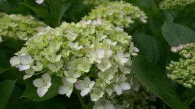 Ortanca çiçeği, video klibi