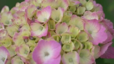 Ortanca çiçeği, video klibi