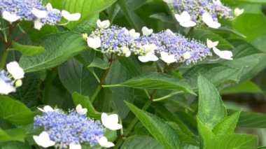 Ortanca çiçeği, video klibi