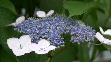 Ortanca çiçeği, video klibi