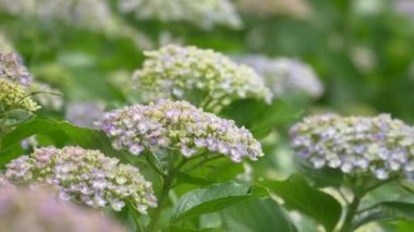 Ortanca çiçeği, video klibi