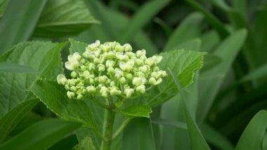 Ortanca çiçeği, video klibi