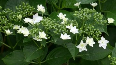 Ortanca çiçeği, video klibi