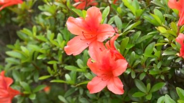 Japonya 'da Azalea çiçeği