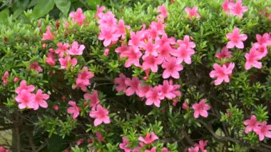 Japonya 'da Azalea çiçeği