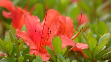 Japonya 'da Azalea çiçeği