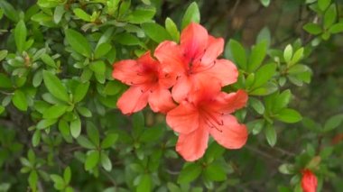 Japonya 'da Azalea çiçeği