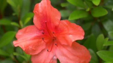 Japonya 'da Azalea çiçeği