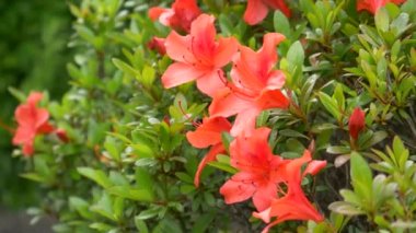 Japonya 'da Azalea çiçeği