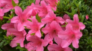 Japonya 'da Azalea çiçeği