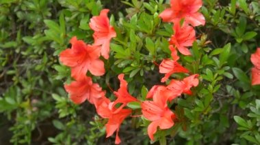 Japonya 'da Azalea çiçeği