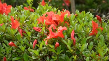 Japonya 'da Azalea çiçeği
