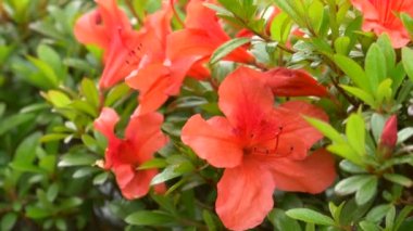 Japonya 'da Azalea çiçeği