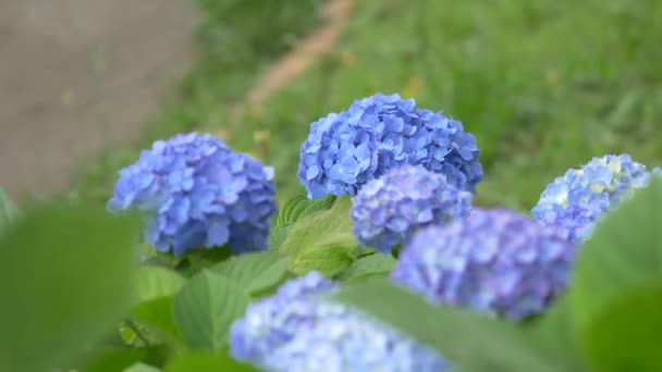 Hydrangea Blomma Videoklipp — Stockvideo