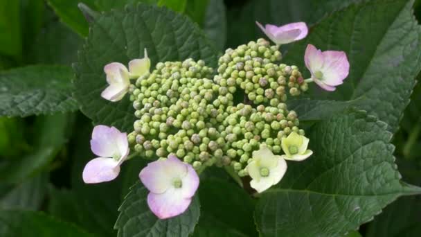 Hydrangea Blomma Videoklipp — Stockvideo