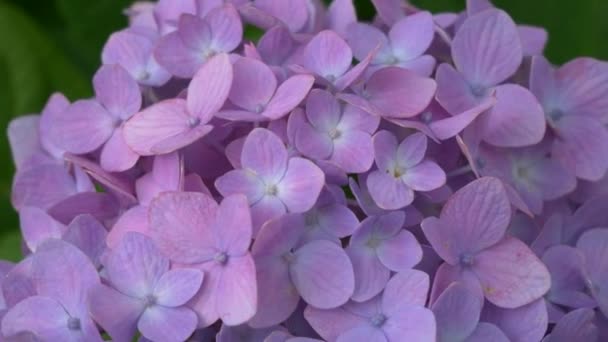 Hydrangea Blomma Videoklipp — Stockvideo