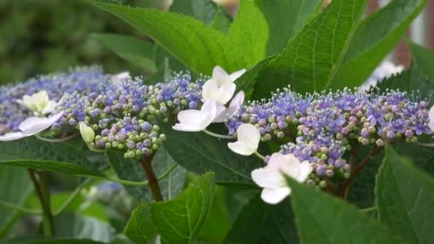 Flor Hortensias Clip Vídeo — Vídeos de Stock