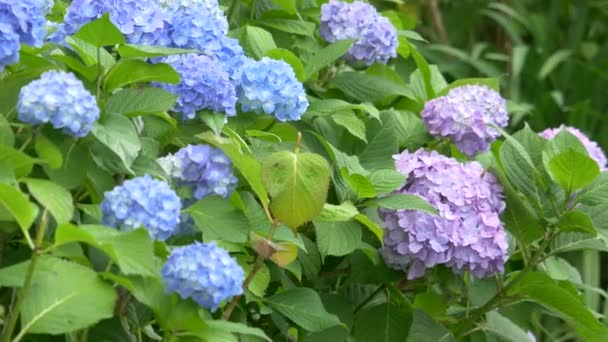 Flores Hortênsia Videoclipe — Vídeo de Stock