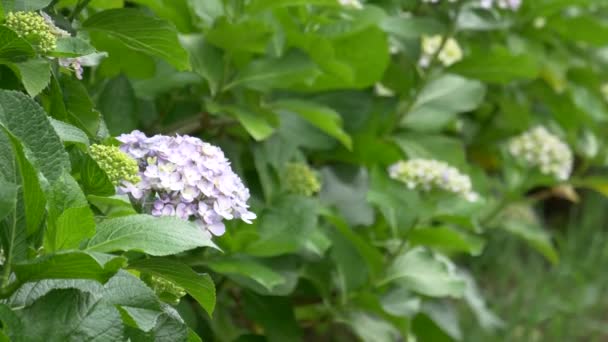 Квітка Гортензії Відеокліп — стокове відео