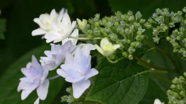 Hydrangea Blomma Videoklipp — Stockvideo