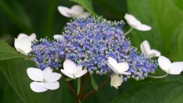 Hydrangea Blomma Videoklipp — Stockvideo