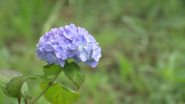 Hydrangea Blomma Videoklipp — Stockvideo