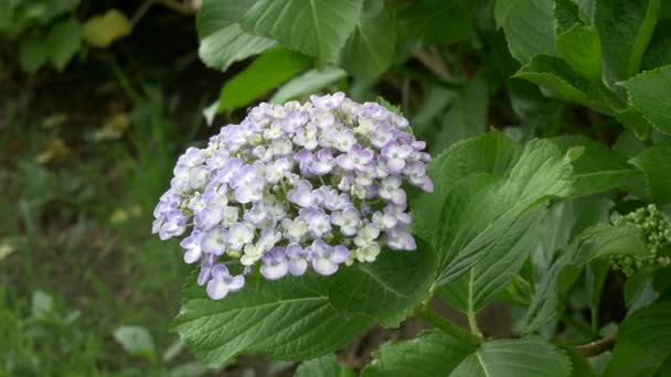 Hydrangea Blomma Videoklipp — Stockvideo