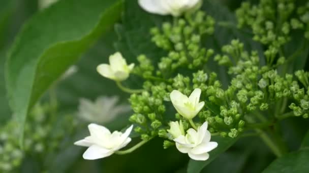 Hydrangea Květina Videoklip — Stock video