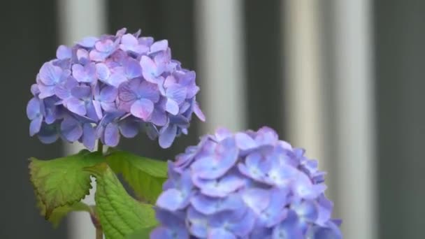 Kwiat Hortensji Klip Wideo — Wideo stockowe