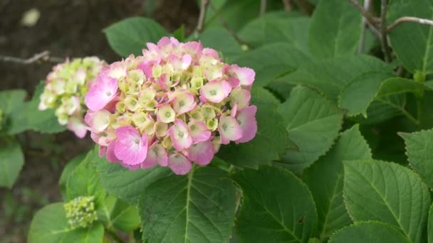 Kwiat Hortensji Klip Wideo — Wideo stockowe