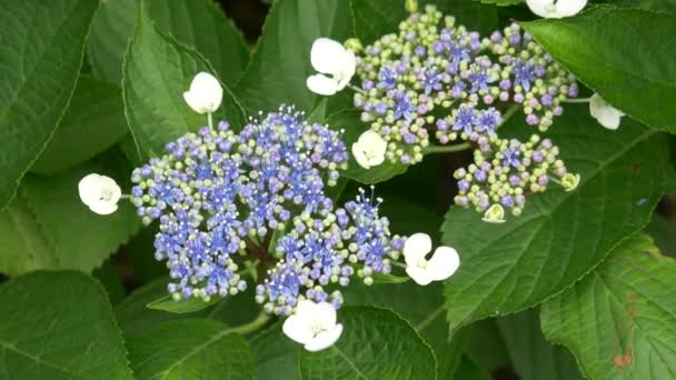 Hydrangea Blomma Videoklipp — Stockvideo