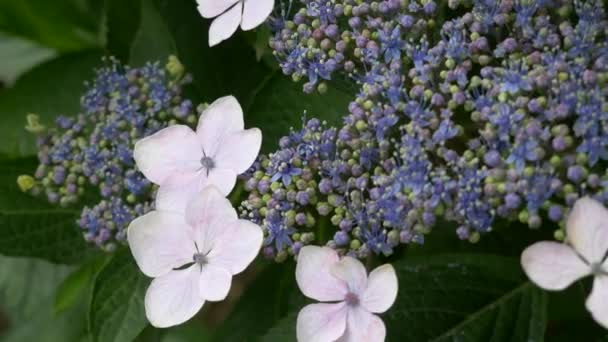 Hydrangea Květina Videoklip — Stock video